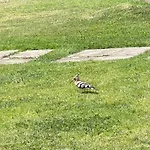 T1 Paraiso Sol Rocha - Da Rocha Apartment Portimão