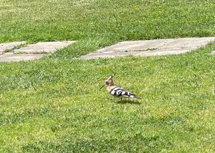 T1 Paraiso Sol Rocha - Da Rocha Apartment Portimao